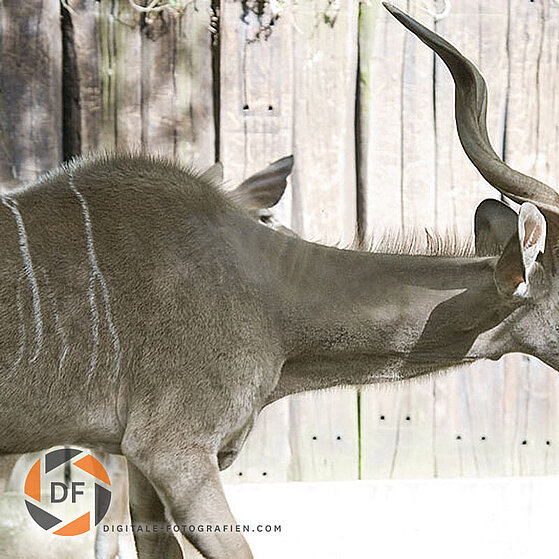 Grosser-Kundu-Duisburger-Zoo-016