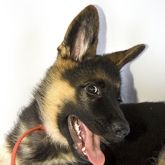 Deutscher_Schaeferhund_Welpe_06