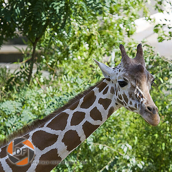 Giraffe-Duisburger-Zoo-001