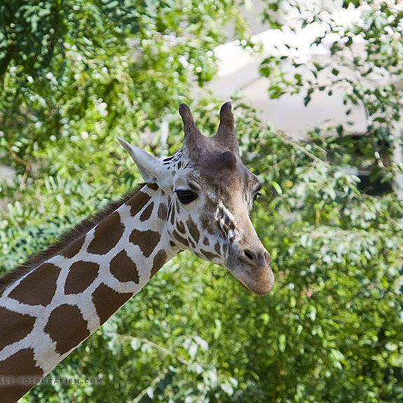 Giraffe-Duisburger-Zoo-001
