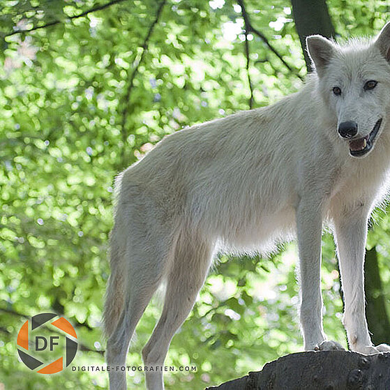 Arktischer-Wolf-Duisburger-Zoo-047