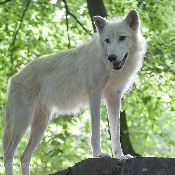 Arktischer-Wolf-Duisburger-Zoo-047