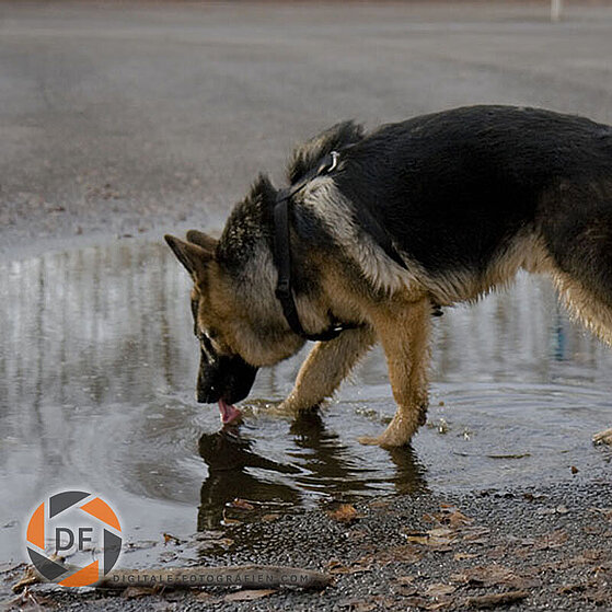 Deutscher_Schaeferhund_Junghund_12