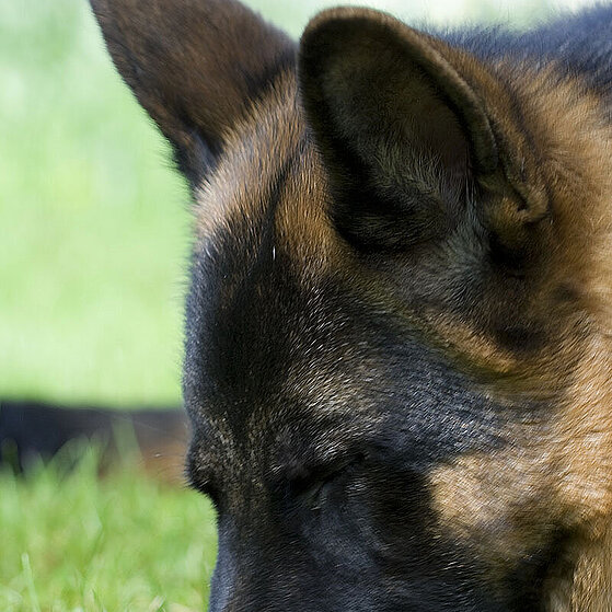 Deutscher-Schaeferhund-Chucky-002