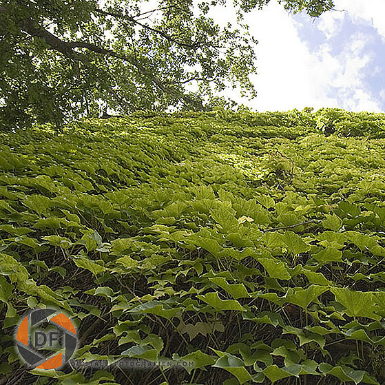 Zeche-Auguste-Victoria-04