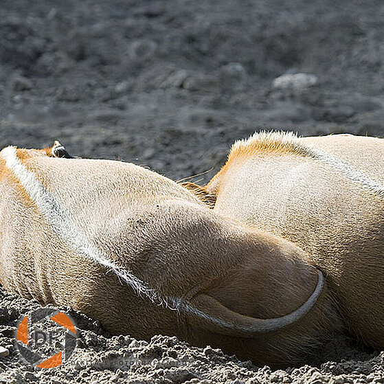 Wildschwein-Duisburger-Zoo-032