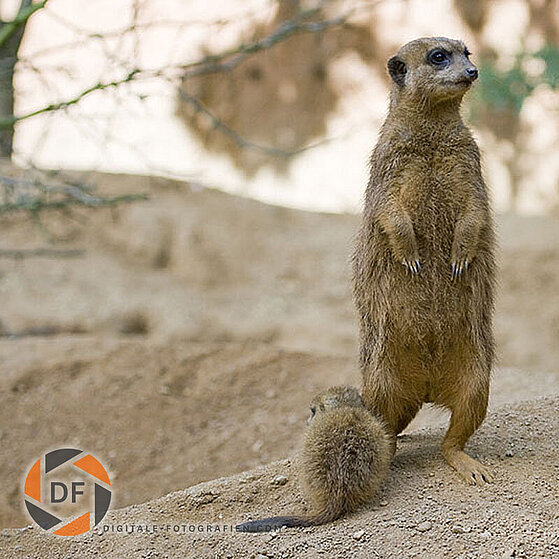 Erdmaennchen-Duisburger-Zoo-031
