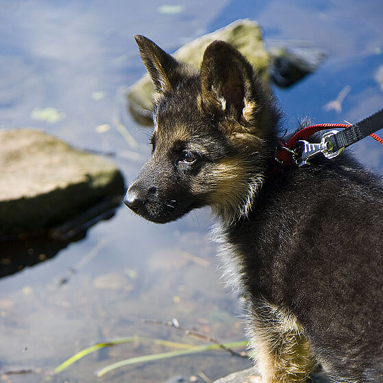 Schaeferhund_Welpe_001