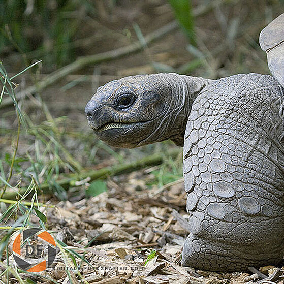 Riesen-Schildkroete-Duisburger-Zoo-061
