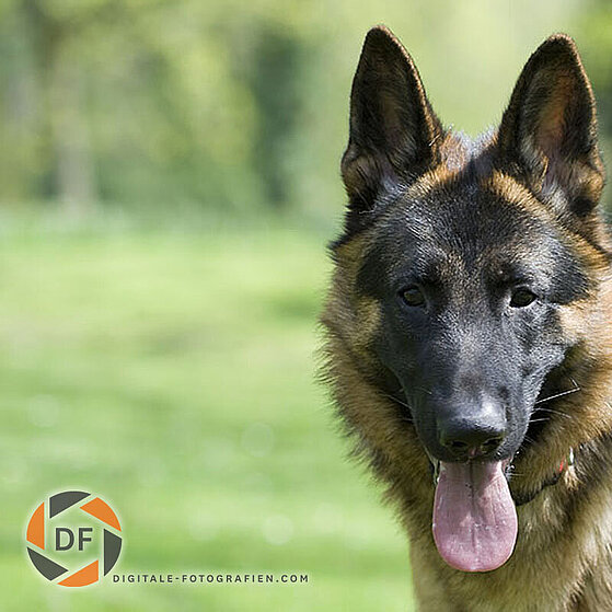 Deutscher-Schaeferhund-Chucky-006