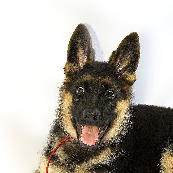 Deutscher_Schaeferhund_Welpe_04