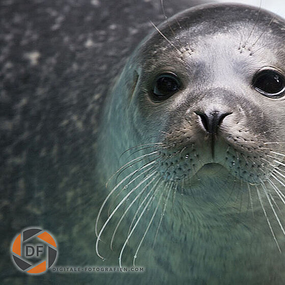 Seehund-Duisburger-Zoo-041