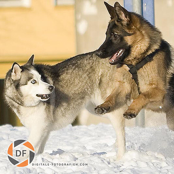 Hunde-Gruppen-Spielen_005