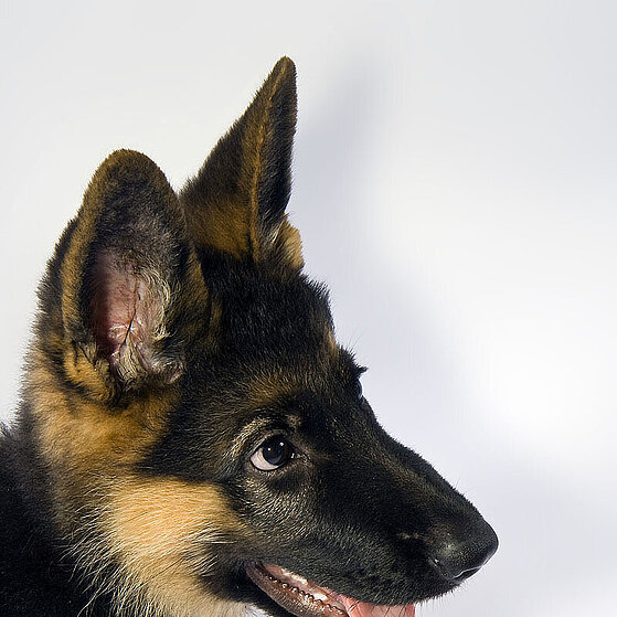 Deutscher_Schaeferhund_Welpe_05