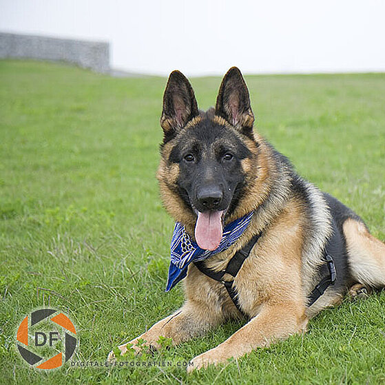 Deutscher-Schaeferhund-Chucky-008