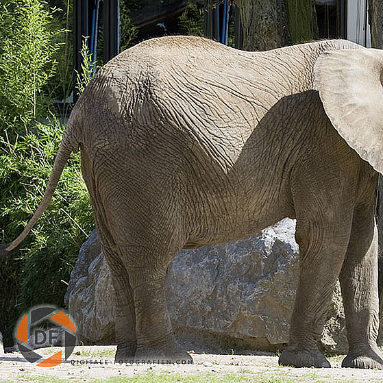 Elefant-Duisburger-Zoo-003