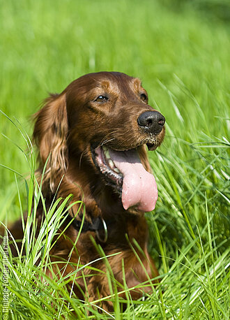 Irish Settler Irish Settler